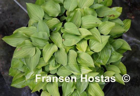 Hosta venusta 'Minuet'