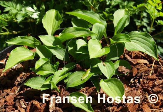 Hosta venusta 'Minuet'