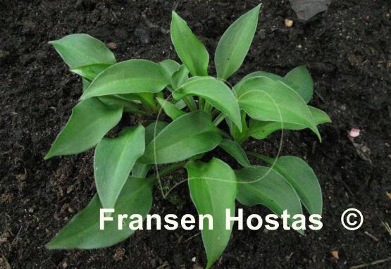 Hosta venusta