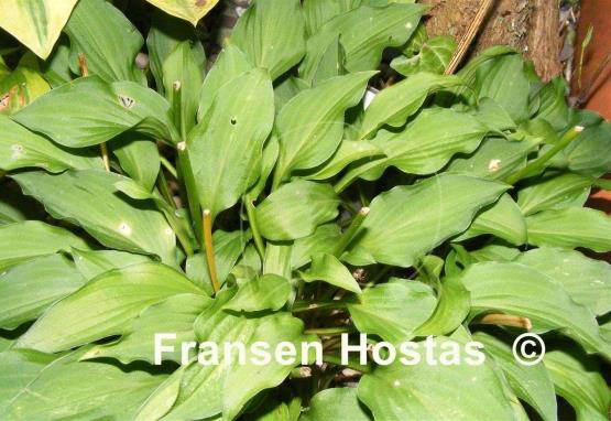 Hosta venusta