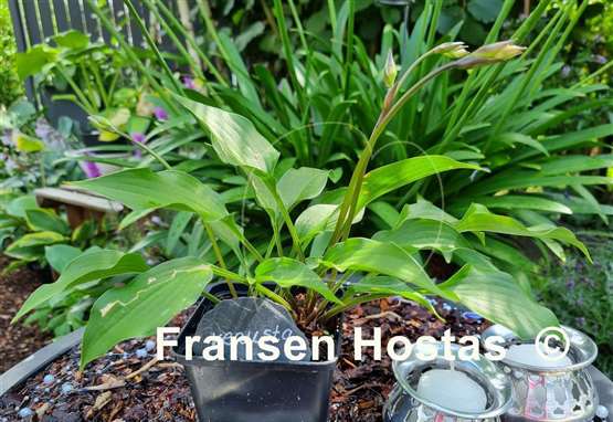 Hosta venusta