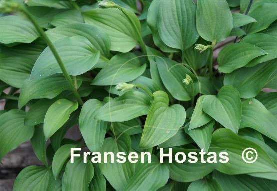 Hosta venusta