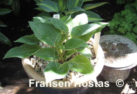 Hosta Valley's Vanilla Sticks