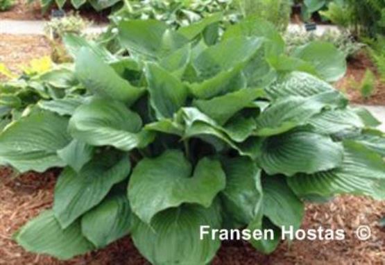 Hosta Vim and Vigor