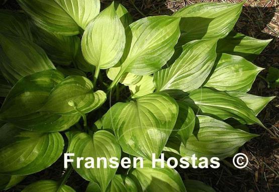 Hosta ventricosa 'Aureomaculata'