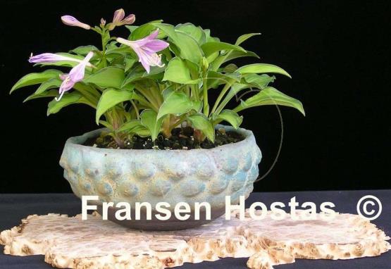 Hosta venusta 'Ki Nakafu Otome'