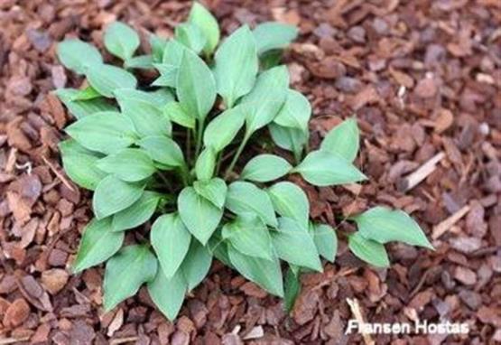 Hosta venusta 'Minuet'