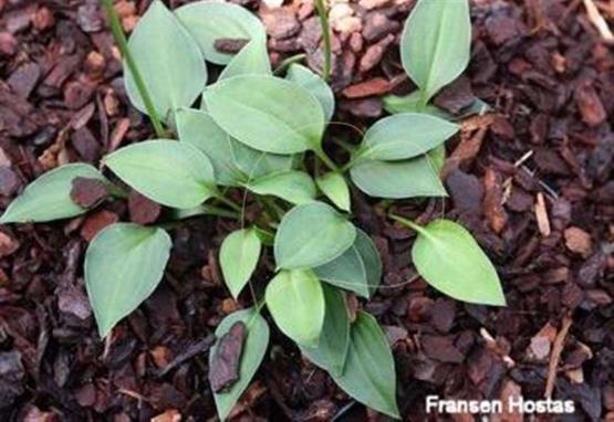 Hosta venusta 'Porter'