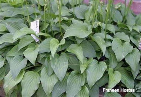 Hosta venusta