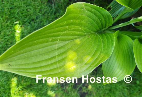Hosta WHITE TRIUMPHATOR 