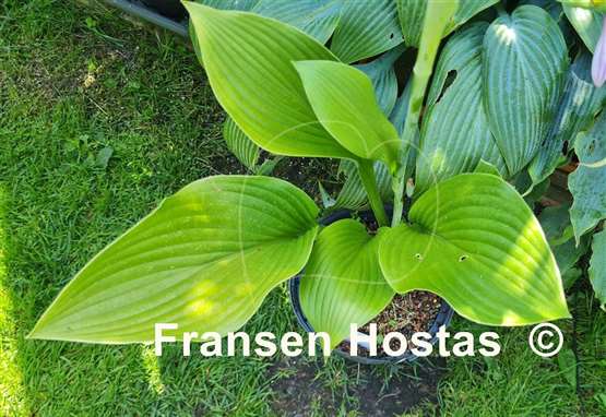 Hosta WHITE TRIUMPHATOR 