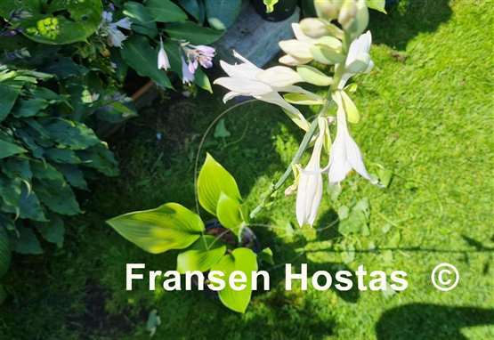 Hosta WHITE TRIUMPHATOR 
