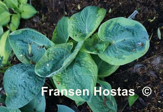 Hosta Wagon Wheels