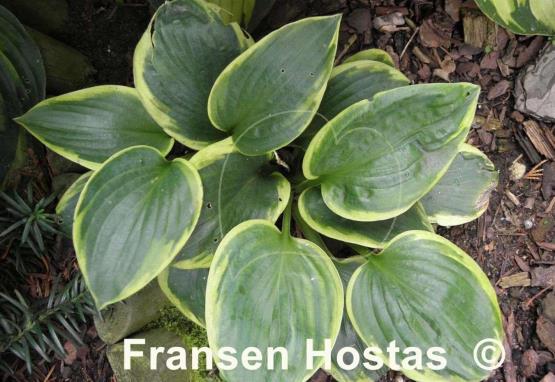 Hosta Wagon Wheels