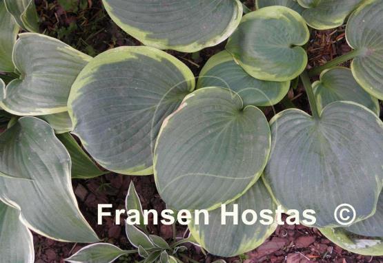 Hosta Wagon Wheels