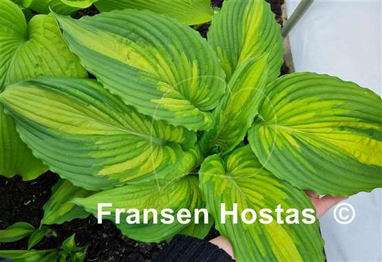 Hosta War Paint