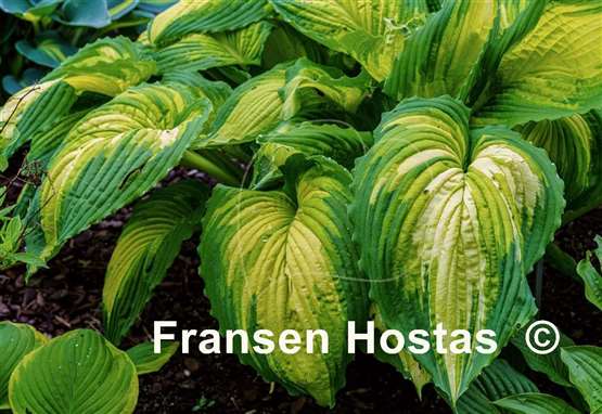 Hosta War Paint
