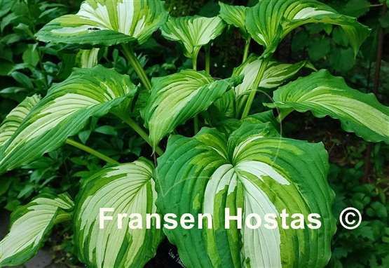 Hosta War Paint
