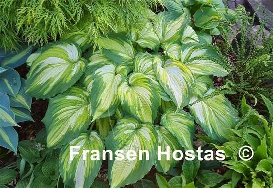 Hosta War Paint
