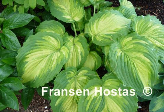 Hosta War Paint