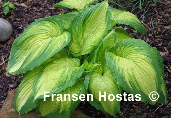 Hosta War Paint