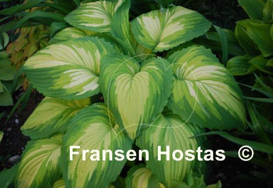 Hosta War Paint