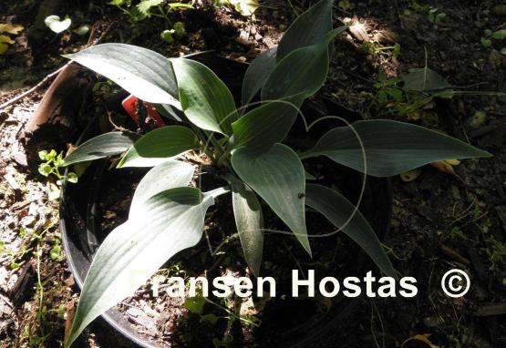Hosta War Party