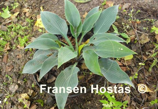Hosta War Party