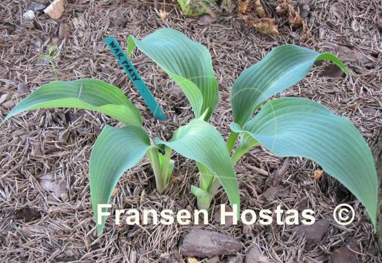 Hosta War Party