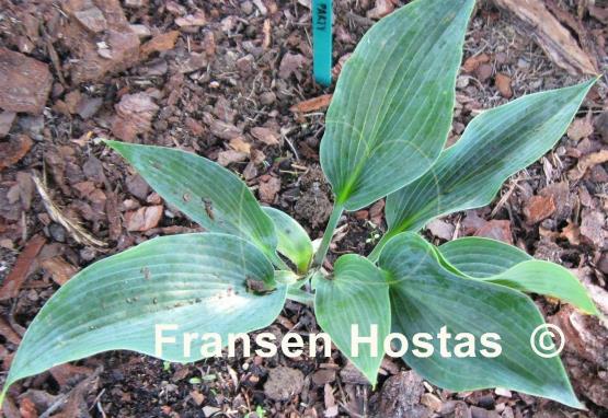 Hosta War Party