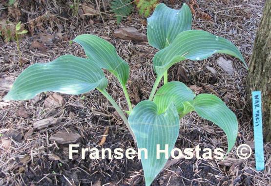 Hosta War Party