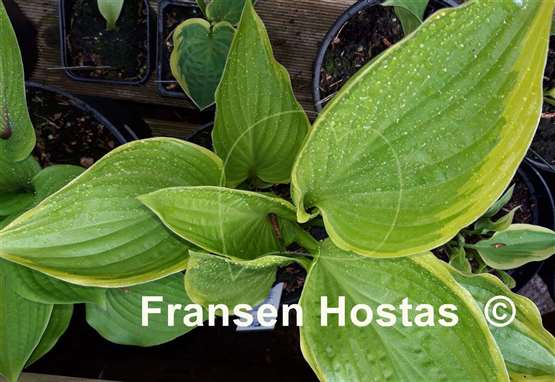 Hosta Warwick Choice