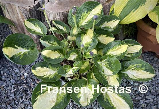 Hosta Warwick Comet