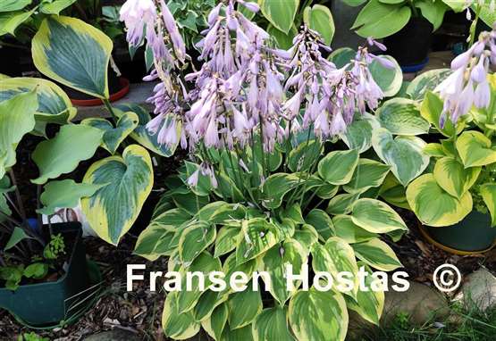 Hosta Warwick Curtsey