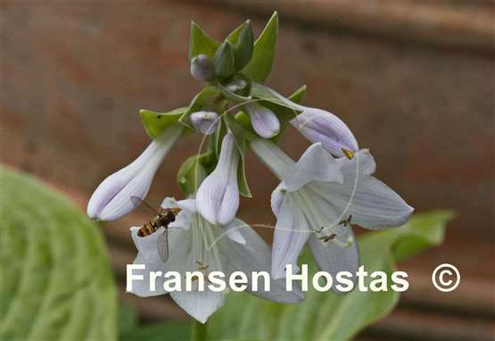 Hosta Warwick Essence