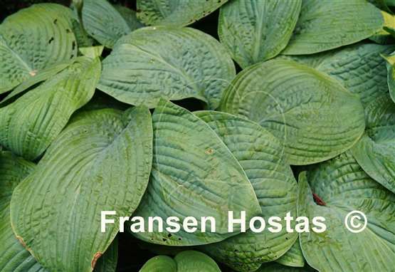 Hosta Warwick Essence