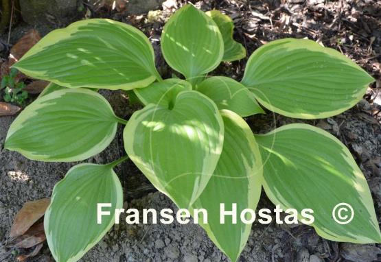 Hosta Warwick Choice