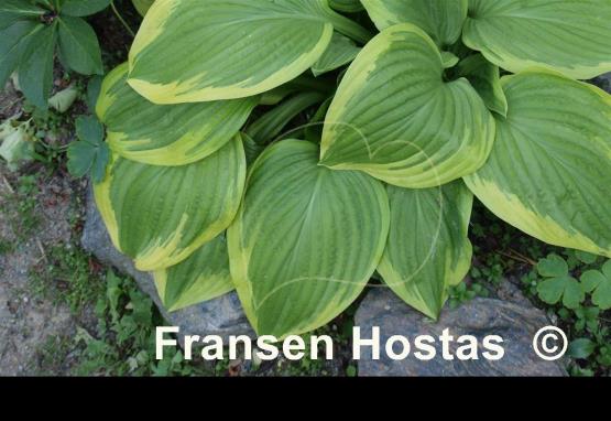 Hosta Warwick Choice