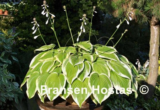 Hosta Warwick Choice
