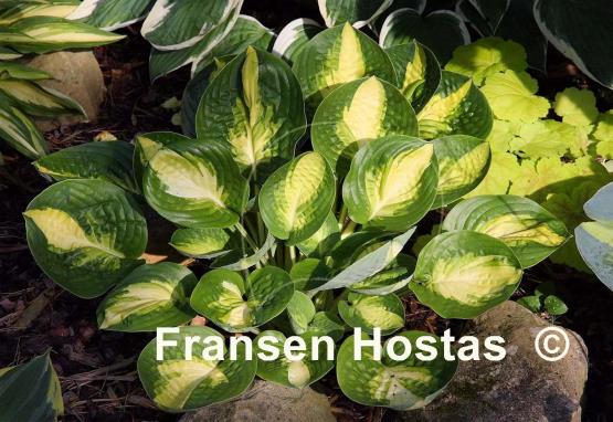 Hosta Warwick Comet