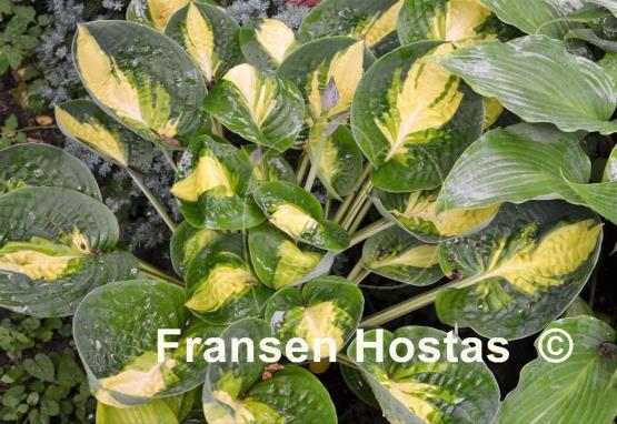 Hosta Warwick Comet