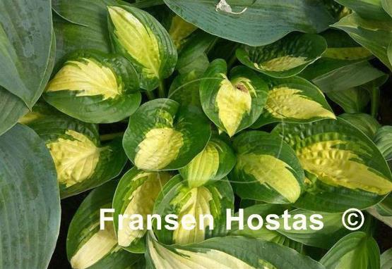 Hosta Warwick Comet