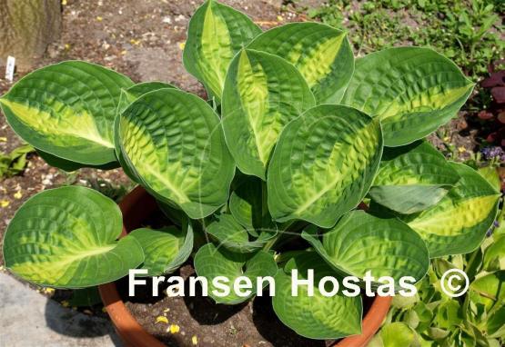 Hosta Warwick Comet