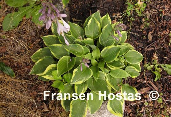 Hosta Warwick Curtsey