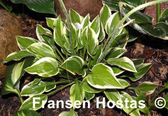 Hosta Warwick Curtsey