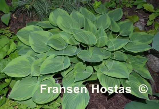 Hosta Warwick Curtsey
