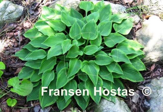 Hosta Warwick Curtsey