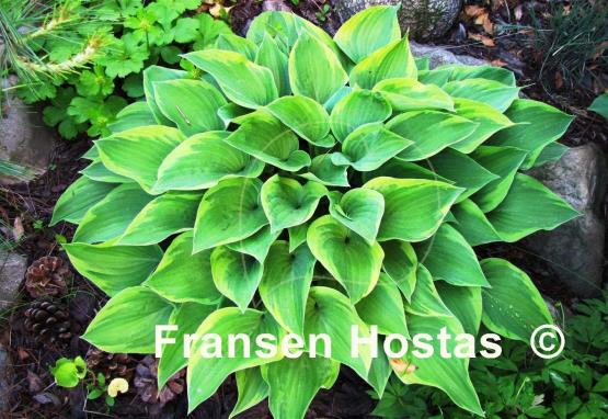 Hosta Warwick Curtsey