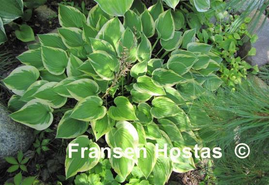 Hosta Warwick Curtsey