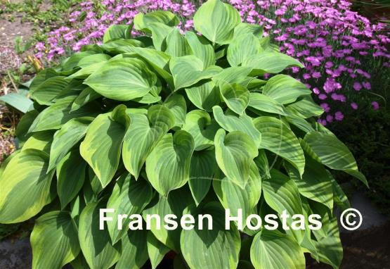 Hosta Warwick Curtsey